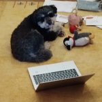 Bürohund Melna beim mobilen Arbeiten